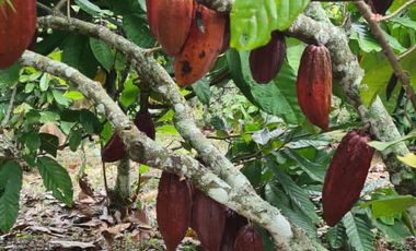 Se Vende Finca en Lebrija Santander