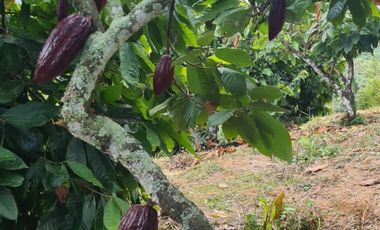 Se Vende Finca en Lebrija Santander