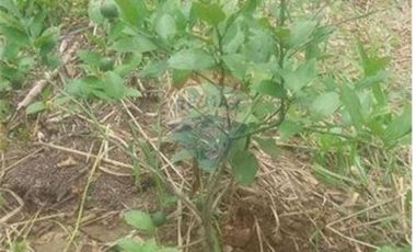 Finca De Venta En Lodana Santa Ana Manabí