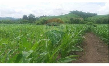 Finca De Venta En Lodana Santa Ana Manabí