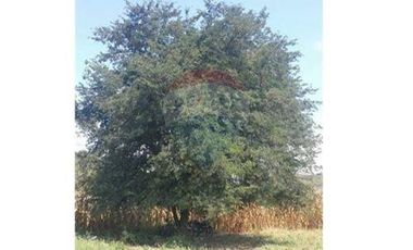 Finca De Venta En Lodana Santa Ana Manabí