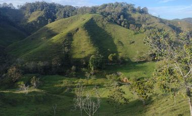 Venta Finca Ganadera Concepción Antioquia