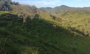 Venta Finca Ganadera Concepción Antioquia