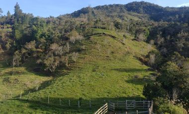Venta Finca Ganadera Concepción Antioquia