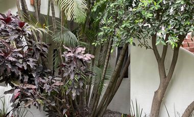 Vive en Jardines de Reforma: Moderno Departamento de 2 Habitaciones en Zona Dorada.