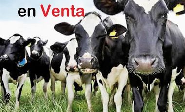 rancho lechero establo en venta ganado vacas lecheras holstein