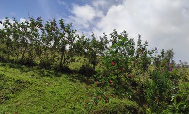 VENDO PRECIOSA FINCA DE TRABAJO ENTRE YOLOMBÓ Y YALÍ ANTIOQUIA.
