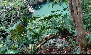 Terreno  rustico en Yucatan con mas de 10 cenotes , inversion segura.Yucatan.