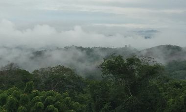 Vendo Terreno 10,80 Has Tarapoto Perú