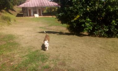 Vendo Terreno 10,80 Has Tarapoto Perú