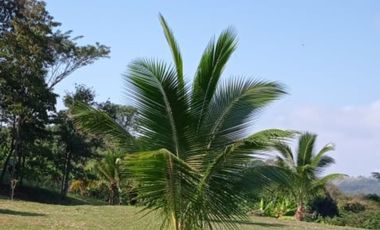Vendo Terreno 10,80 Has Tarapoto Perú