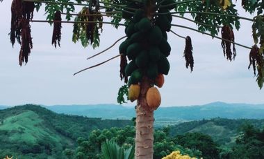 Vendo Terreno 10,80 Has Tarapoto Perú