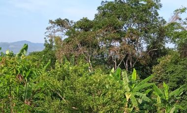 Vendo Terreno 10,80 Has Tarapoto Perú