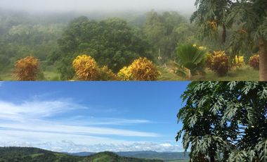 Vendo Terreno 10,80 Has Tarapoto Perú