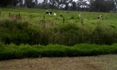 Hacienda Ganadera Plana en Cayambe apta para floricola