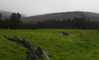 Hacienda Ganadera Plana en Cayambe apta para floricola