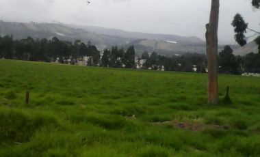 Hacienda Ganadera Plana en Cayambe apta para floricola