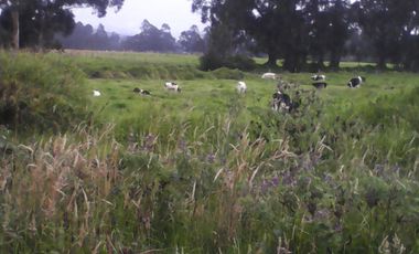 Hacienda Ganadera Plana en Cayambe apta para floricola