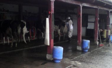 Hacienda Ganadera Plana en Cayambe apta para floricola