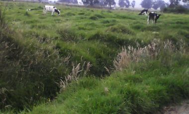Hacienda Ganadera Plana en Cayambe apta para floricola