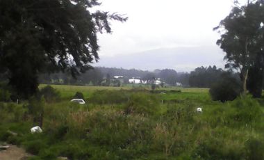 Hacienda Ganadera Plana en Cayambe apta para floricola