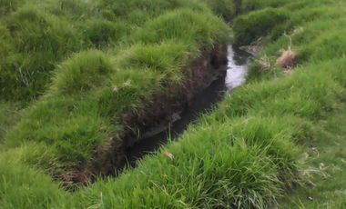 Hacienda Ganadera Plana en Cayambe apta para floricola