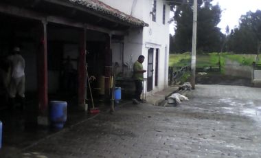 Hacienda Ganadera Plana en Cayambe apta para floricola