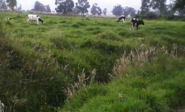 Hacienda Ganadera Plana en Cayambe apta para floricola