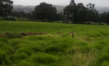 Hacienda Ganadera Plana en Cayambe apta para floricola