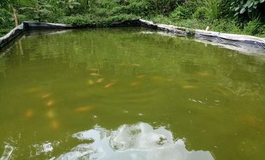 FINCA EN BALBOA