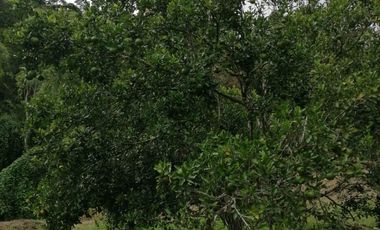 FINCA EN BALBOA