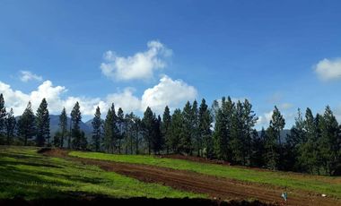 MOUNTAIN PINES FARM  Dahilayan, Manolo Fortich, Bukidnon