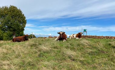 Campo en venta en Quillagua, Los Muermos de 29,6 Hectáreas - Región de Los Lagos