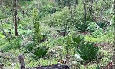 Huerta entre Villa Madero y Morelia en venta