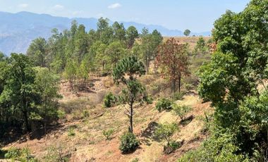 Huerta entre Villa Madero y Morelia en venta