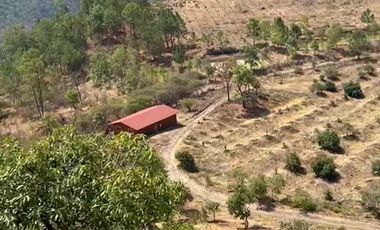 Huerta entre Villa Madero y Morelia en venta