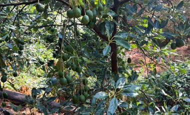 Huerta entre Villa Madero y Morelia en venta