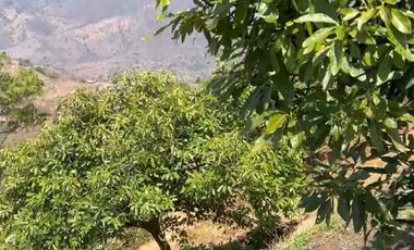 Huerta entre Villa Madero y Morelia en venta