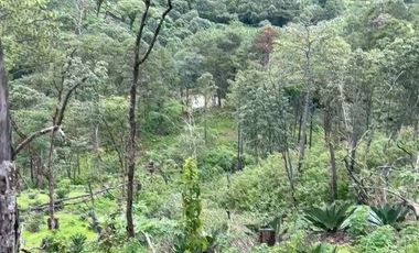 Huerta entre Villa Madero y Morelia en venta