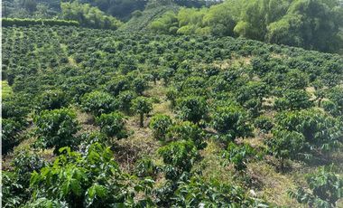 VENDO ESPECTÁCULAR FINCA 17 CUADRAS, No dejes pasar esta oportunidad única de adquirir tu propio pedazo de paraíso en uno de los lugares más privilegi
