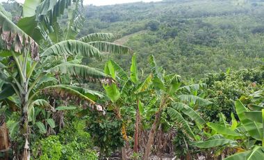 MAS DE 1 HECTAREA 14,900 M2 A 20 MINUTOS DE TARAPOTO Y CON RECURSO DE AGUA