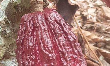 MAS DE 1 HECTAREA 14,900 M2 A 20 MINUTOS DE TARAPOTO Y CON RECURSO DE AGUA