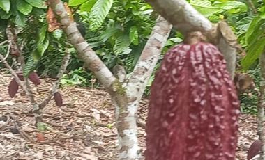 MAS DE 1 HECTAREA 14,900 M2 A 20 MINUTOS DE TARAPOTO Y CON RECURSO DE AGUA