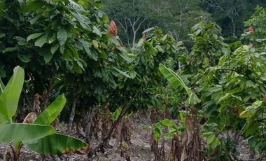 MAS DE 1 HECTAREA 14,900 M2 A 20 MINUTOS DE TARAPOTO Y CON RECURSO DE AGUA