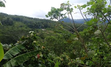 MAS DE 1 HECTAREA 14,900 M2 A 20 MINUTOS DE TARAPOTO Y CON RECURSO DE AGUA