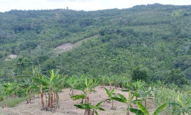 MAS DE 1 HECTAREA 14,900 M2 A 20 MINUTOS DE TARAPOTO Y CON RECURSO DE AGUA