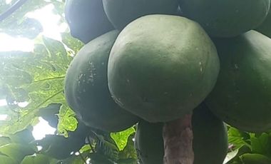 MAS DE 1 HECTAREA 14,900 M2 A 20 MINUTOS DE TARAPOTO Y CON RECURSO DE AGUA