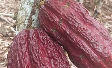 MAS DE 1 HECTAREA 14,900 M2 A 20 MINUTOS DE TARAPOTO Y CON RECURSO DE AGUA