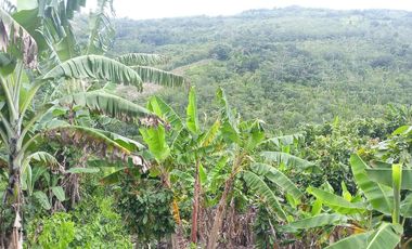 MAS DE 1 HECTAREA 14,900 M2 A 20 MINUTOS DE TARAPOTO Y CON RECURSO DE AGUA