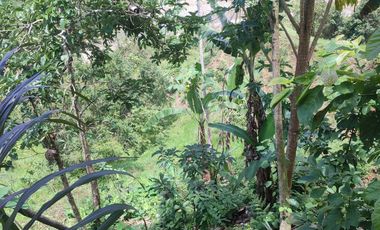 VENDO  FINCA GANADERA EN ANORÍ ANTIOQUIA.